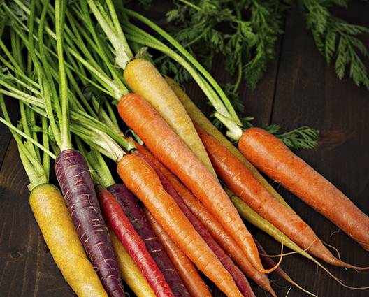 Bunch of freshly picked purple, orange and yellow carrots