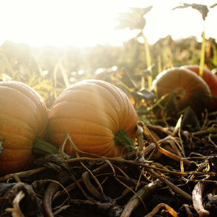 Pumpkins ripening in a sunny autumn field