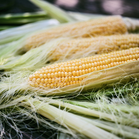 Fresh corn ears on wooden table 