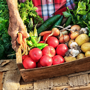 Farmer holding crate with fresh vegetables