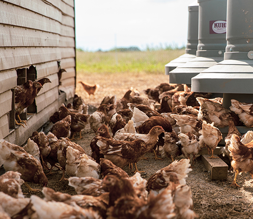 outdoor enclosure filled with chickens