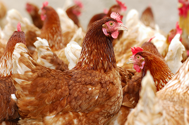 outdoor enclosure filled with chickens