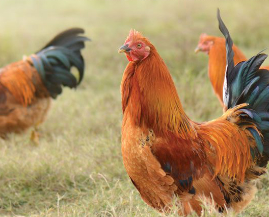 Hen outdoor
