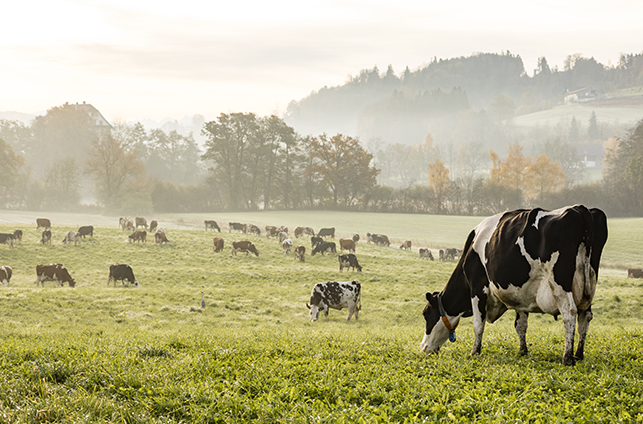 ed and black Holstein cows are grazing on a cold autumn morning on a meadow