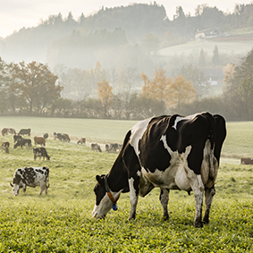 ed and black Holstein cows are grazing on a cold autumn morning on a meadow
