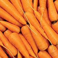 Fresh orange carrots