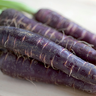 Fresh purple carrots