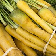 Bunch of fresh yellow carrots