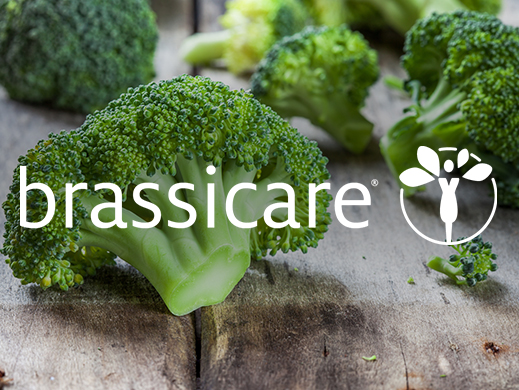 Brassicare brand on broccoli picture