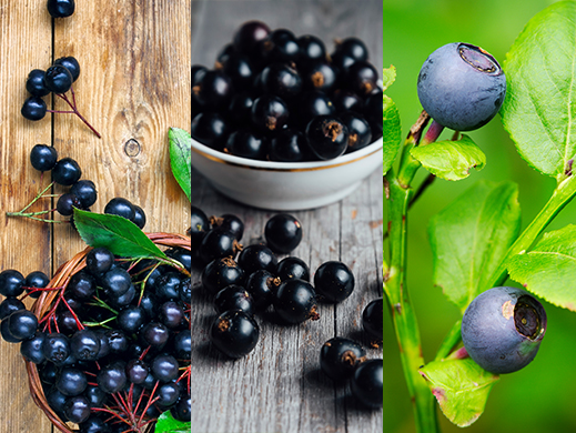 Aronia, Blackcurrant,Bilberry, Purple carrot