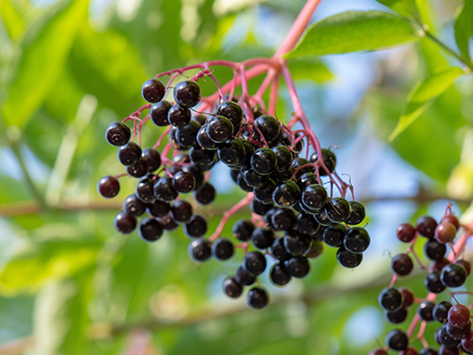 Elderberry on branch tree